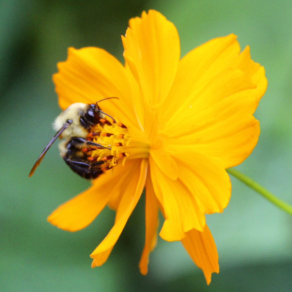 IMG_0544 1_PollinatorsAndVisitors_2015_07_04_sm