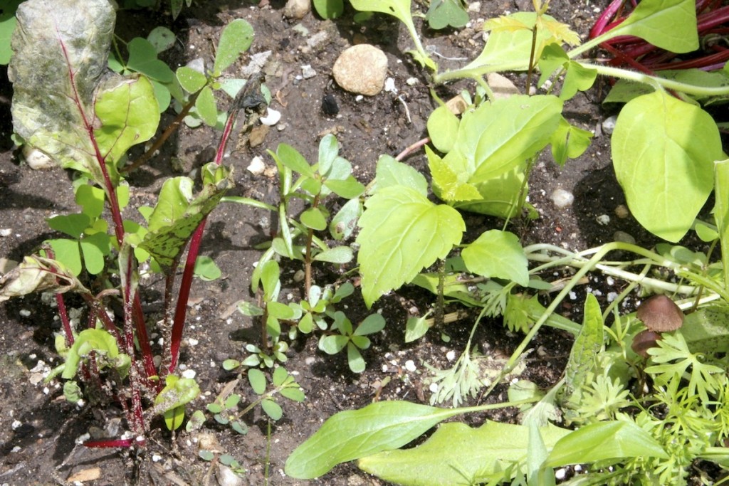 Baby Indian Mustard plant (right, with serrated leaves)