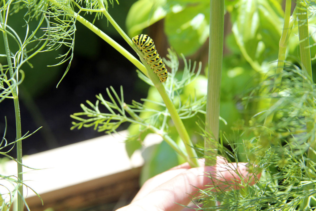 Parsley worm, soon to transform into something prettier