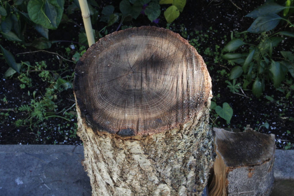 Brand new stump, special order, overnight shipping